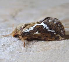 Attēlu rezultāti vaicājumam “Hepialus lupulinus”