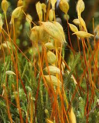 Attēlu rezultāti vaicājumam “Polytrichum commune sporophyte”
