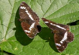 Attēlu rezultāti vaicājumam “Limenitis camilla upperside”
