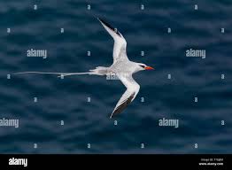 Image result for Phaethon aethereus