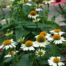 Image result for Echinacea purpurea