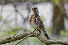 Attēlu rezultāti vaicājumam “Turdus pilaris”