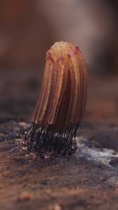 Attēlu rezultāti vaicājumam “Stemonitis marjana spores”