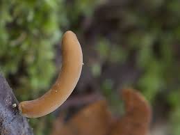 Attēlu rezultāti vaicājumam “Macrotyphula fistulosa var. contorta”