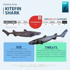 Image result for Dalatias licha