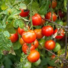 Attēlu rezultāti vaicājumam “Lycopersicon esculentum leaf”