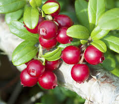 Attēlu rezultāti vaicājumam “Vaccinium vitis-idaea fruit”