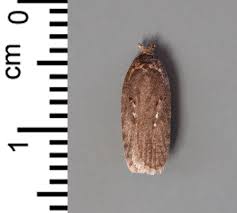 Attēlu rezultāti vaicājumam “Agonopterix heracliana”