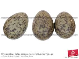 Attēlu rezultāti vaicājumam “Larus ridibundus eggs”