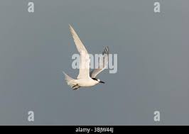 Attēlu rezultāti vaicājumam “Sterna sandvicensis adult”