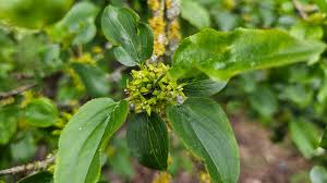 Attēlu rezultāti vaicājumam “Rhamnus cathartica”