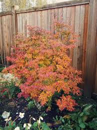 Attēlu rezultāti vaicājumam “Enkianthus campanulatus”