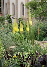 Image result for Steppenkerze