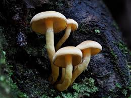 Attēlu rezultāti vaicājumam “Hypholoma sp.”