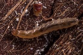 Attēlu rezultāti vaicājumam “Pyrochroidae larva”