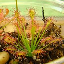 Attēlu rezultāti vaicājumam “Drosera intermedia”