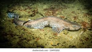 Image result for Scyliorhinus canicula