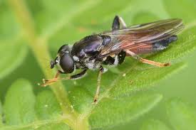 Attēlu rezultāti vaicājumam “Xylita laevigata”