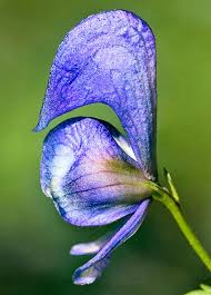 Attēlu rezultāti vaicājumam “Aconitum napellus bud”
