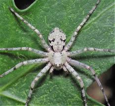Attēlu rezultāti vaicājumam “Philodromus margaritatus”