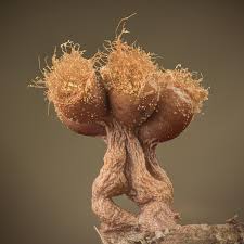 Attēlu rezultāti vaicājumam “Trichia ambigua macro”