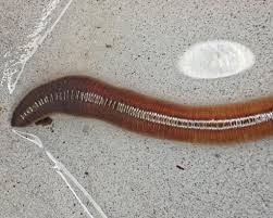 Attēlu rezultāti vaicājumam “Lumbricus terrestris”