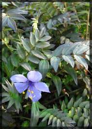 Image result for Polemonium coeruleum