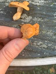 Attēlu rezultāti vaicājumam “Hydnum rufescens”