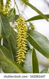 Attēlu rezultāti vaicājumam “Salix pentandra flower”