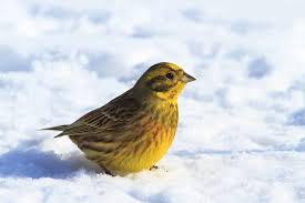 Attēlu rezultāti vaicājumam “Emberiza citrinella male”