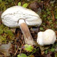 Attēlu rezultāti vaicājumam “Hypomyces armeniacus”