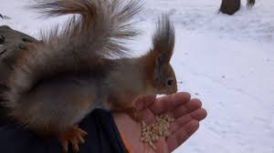 Картинки по запросу белку зажевало в диск