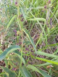 Attēlu rezultāti vaicājumam “Vincetoxicum hirundinaria flower”