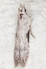 Attēlu rezultāti vaicājumam “Hypatima rhomboidella”