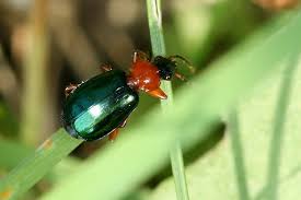 Attēlu rezultāti vaicājumam “Lebia chlorocephala”