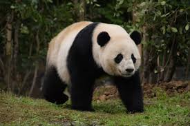 Image result for pandas