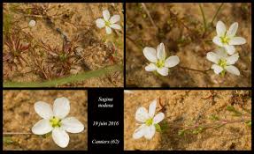 Attēlu rezultāti vaicājumam “Sagina nodosa flower”