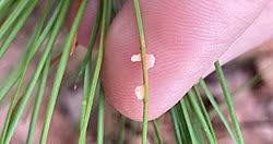 Attēlu rezultāti vaicājumam “Coleosporium sp.”