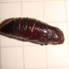 Attēlu rezultāti vaicājumam “Mythimna turca”