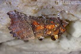 Attēlu rezultāti vaicājumam “Scoliopteryx libatrix”