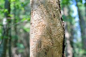 Attēlu rezultāti vaicājumam “Anobium pertinax”