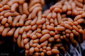 Attēlu rezultāti vaicājumam “Heterotrichia obvelata (syn. Arcyria obvelata) young”