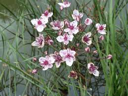 Attēlu rezultāti vaicājumam “Butomaceae”