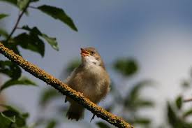 Attēlu rezultāti vaicājumam “Sylvia communis”