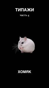 Image result for хомяк