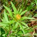 Attēlu rezultāti vaicājumam “Bidens frondosa fruit”