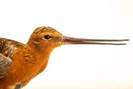 Attēlu rezultāti vaicājumam “Limosa lapponica adult”