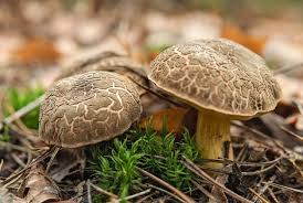 Attēlu rezultāti vaicājumam “Xerocomus chrysenteron”