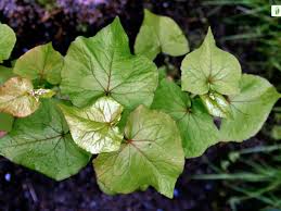 Attēlu rezultāti vaicājumam “Fagopyrum esculentum leaf”