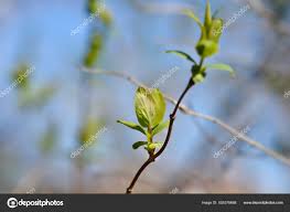 Attēlu rezultāti vaicājumam “Lonicera tatarica bud”